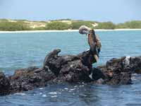 Mr Boobie hangs out with Mr. Iguana